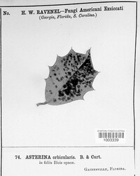 Asterina orbicularis image